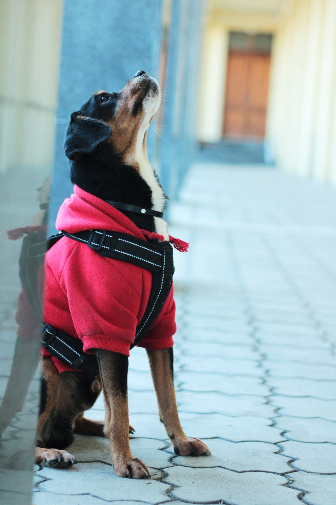 Маша и Кекс. Катя Попова|ЛайфСтайл фотограф