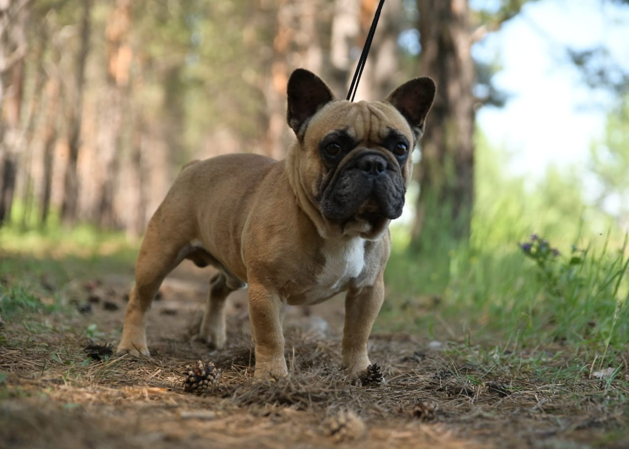 Питомник собак Иркутск