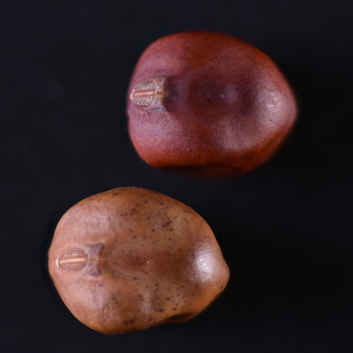 Разное. Fotolux