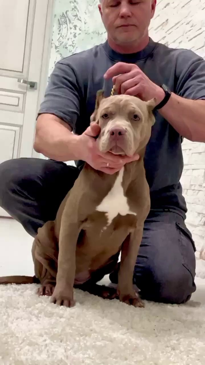 Hunter&Queenie, 10.09.25. Американские булли XL в г. Калининград. Питомник Great Bully UNIVERSE