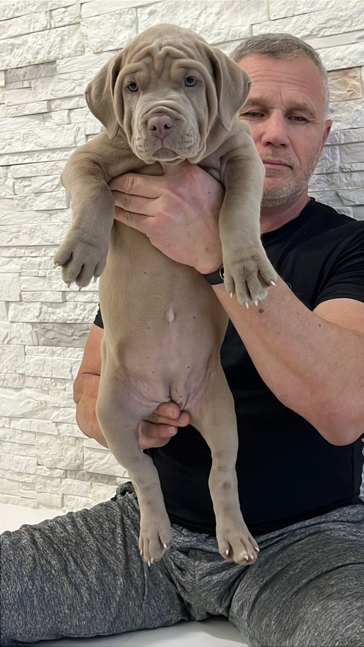 Hunter&Queenie, 10.09.25. Американские булли XL в г. Калининград. Питомник Great Bully UNIVERSE