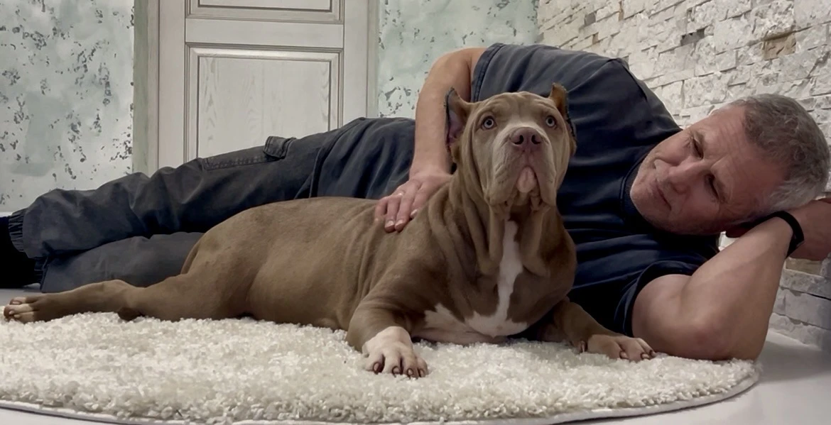 Все свободные щенки. Американские булли XL в г. Калининград. Питомник Great Bully UNIVERSE