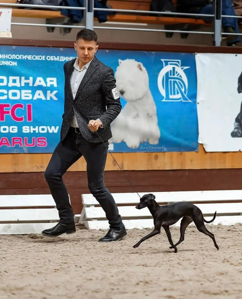 Профессиональный питомник левреток РКФ/FCI ASTI SAPPHIRE 💎 Сочи|Санкт-Петербург