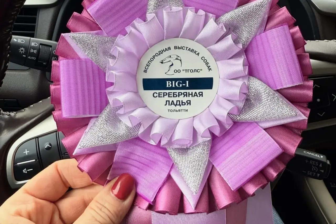 Красавица Цунами. Professional Italian Greyhound Kennel RKF/FCI ASTI SAPPHIRE 💎 Sochi|St. Petersburg