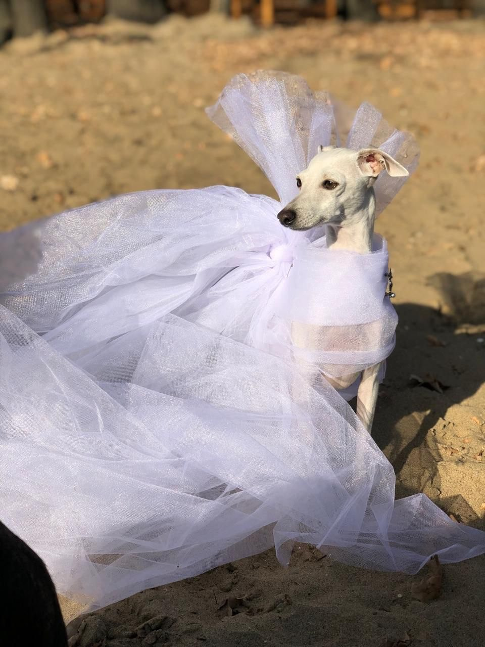 Casper boss & Clyde & Klaus. Профессиональный питомник левреток РКФ/FCI ASTI SAPPHIRE 💎 Сочи|Санкт-Петербург