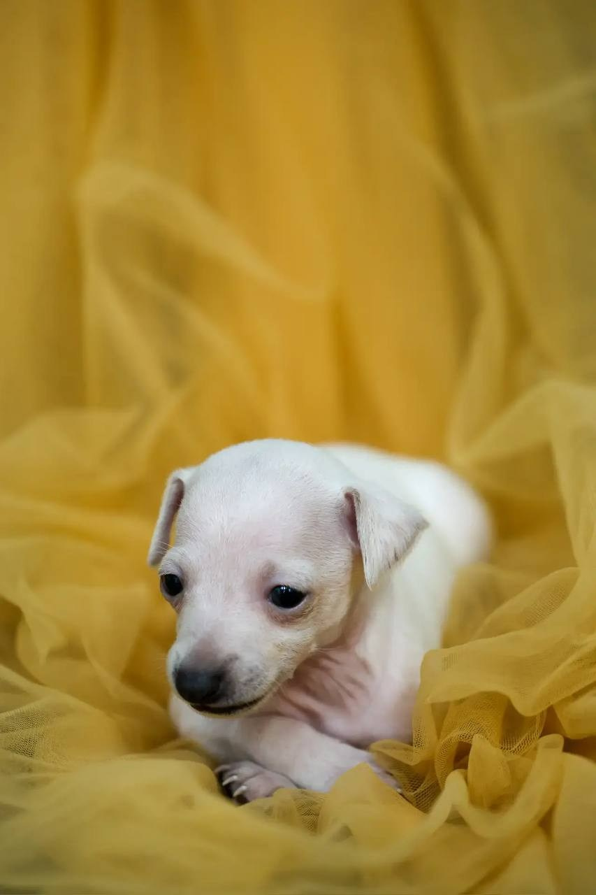 Белоснежные. Профессиональный питомник левреток РКФ/FCI ASTI SAPPHIRE 💎 Сочи|Санкт-Петербург