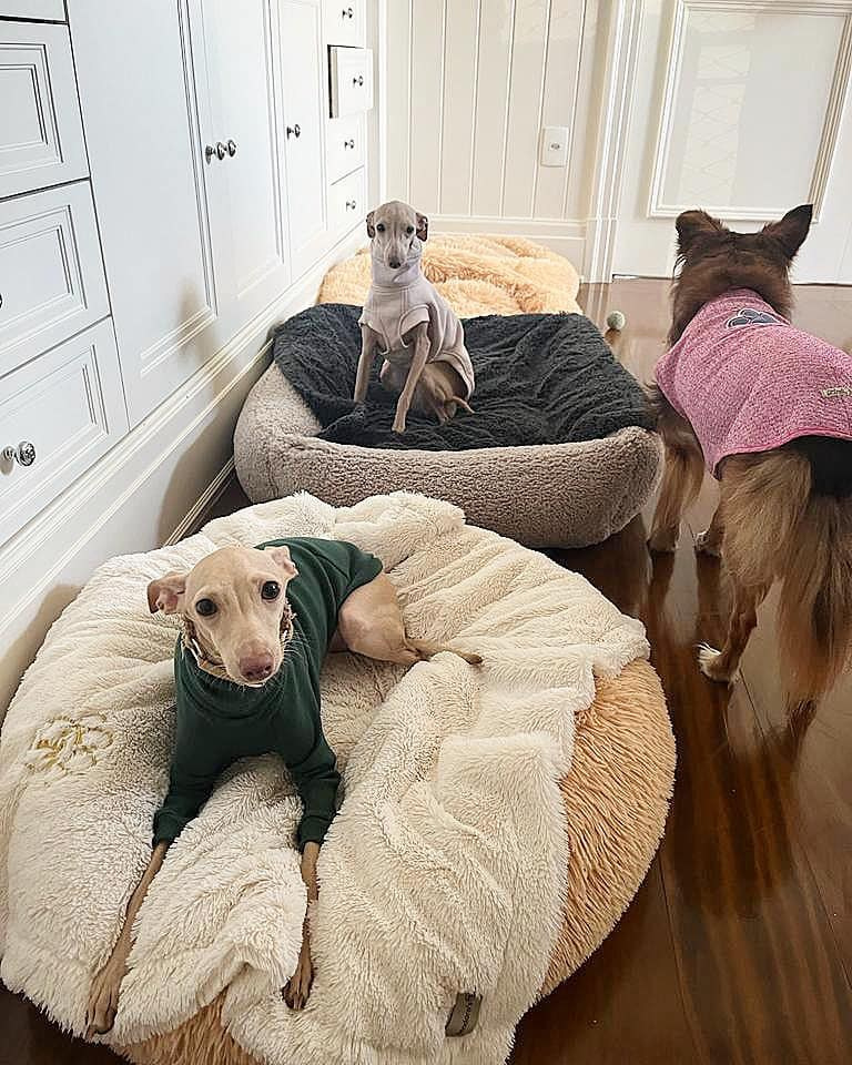 Профессиональный питомник левреток РКФ/FCI ASTI SAPPHIRE 💎 Сочи|Санкт-Петербург