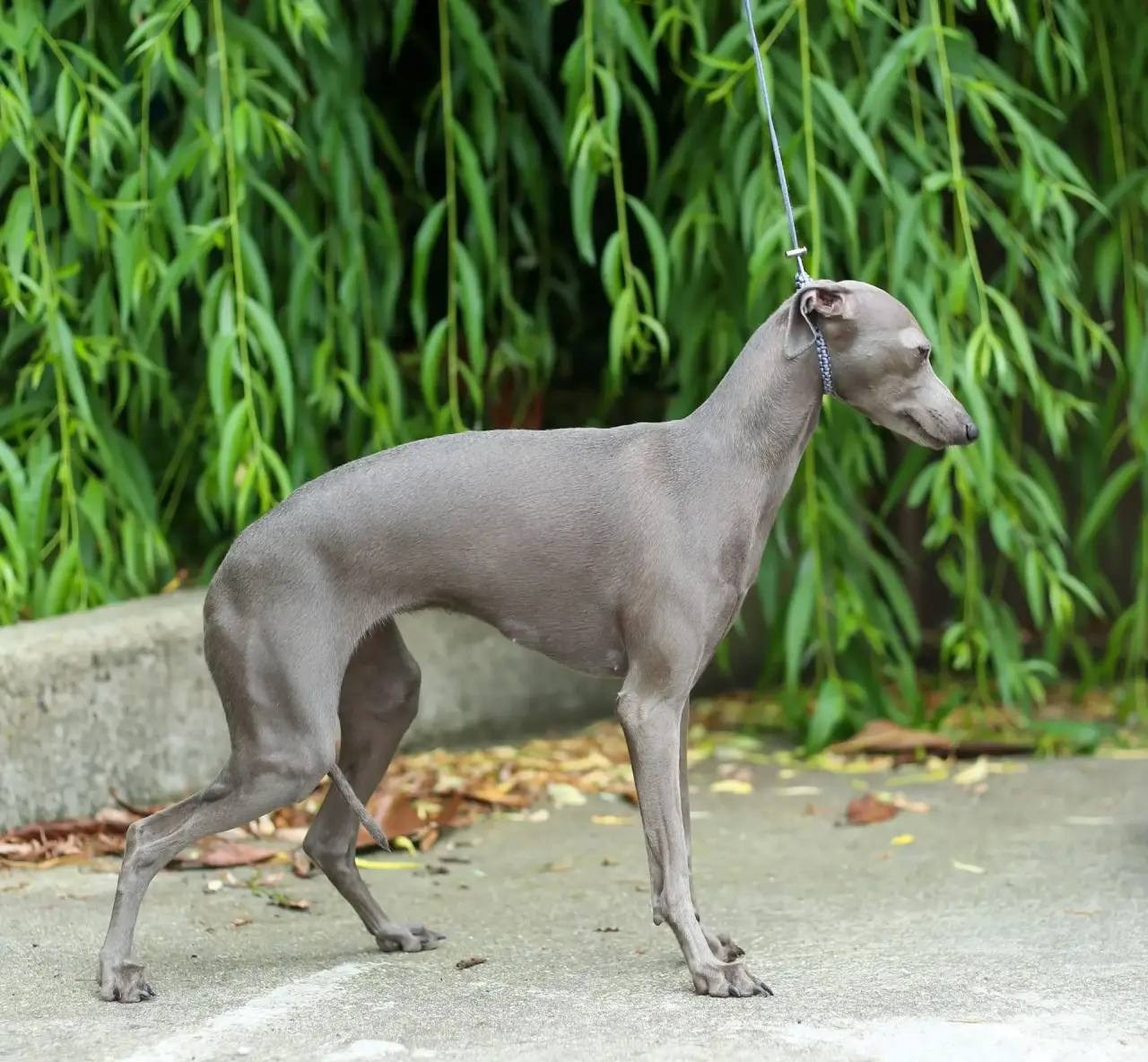 Asti Sapphire Eveline Fler-De-Lys. Профессиональный питомник левреток РКФ/FCI ASTI SAPPHIRE 💎 Сочи|Санкт-Петербург