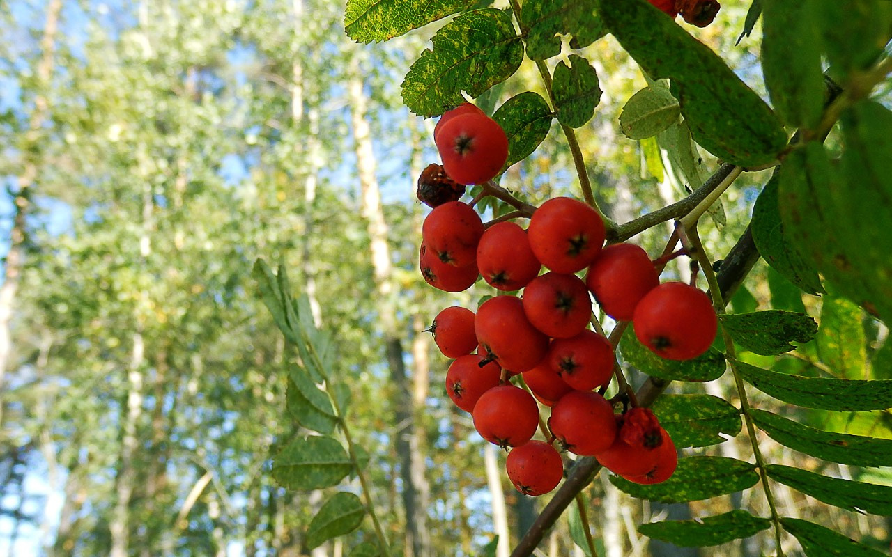 Деревья. Природа севера