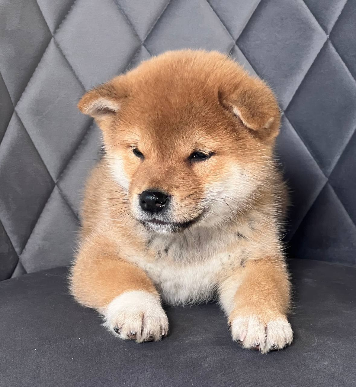 сиба питомник Рубилайт щенки на продажу rubylight  сиба щенки купить СПб Санкт-Петербург 