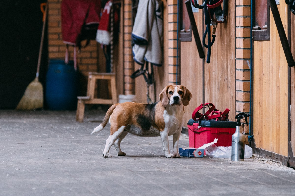 Выездка КСК «Дерби». Репортажный и семейный фотограф в Санкт-Петербурге Тарас Марченко
