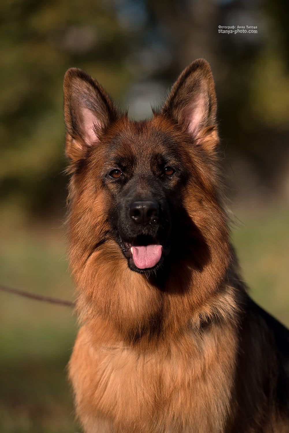 Экстерьерная фотосъёмка немецких овчарок. Фотограф собак, фотограф-анималист Аня Титова (Titanya). Москва