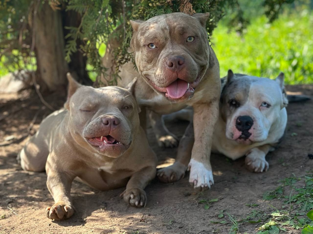 Sunshine Girl. Питомник американских булли Bounty Pride Bully