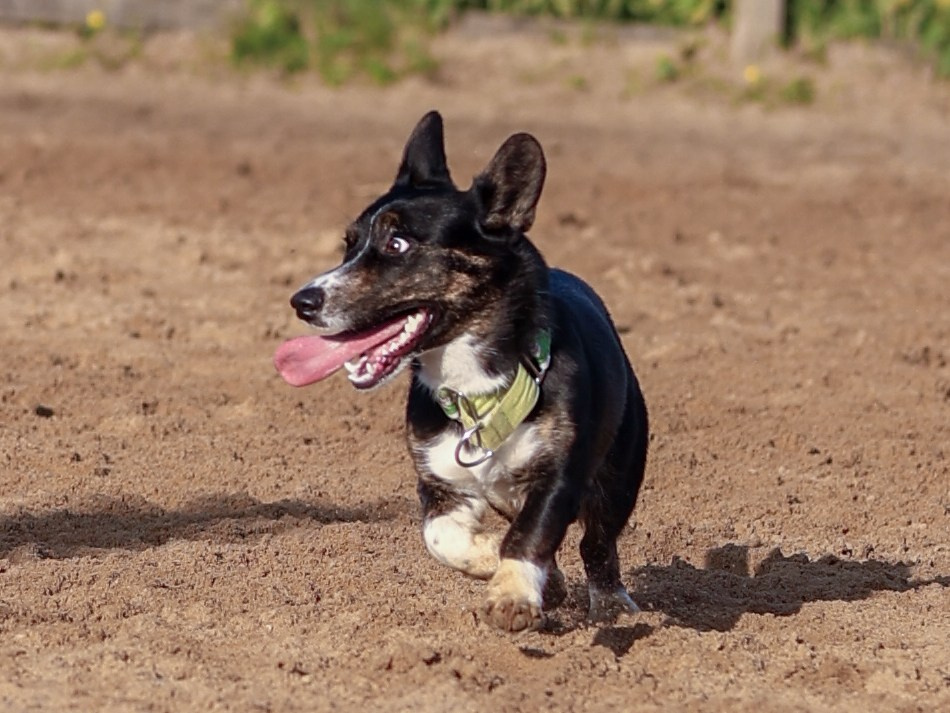 Пастьба. Фотограф-анималист в Москве Кириллова Татьяна
