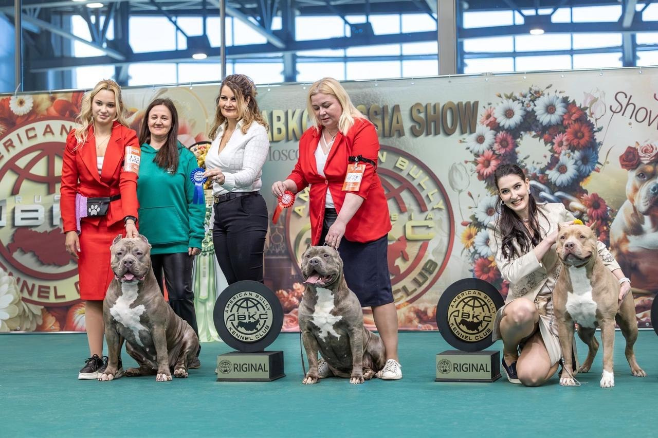 Участие в выставках. Американские булли XL в г. Калининград. Питомник Great Bully UNIVERSE