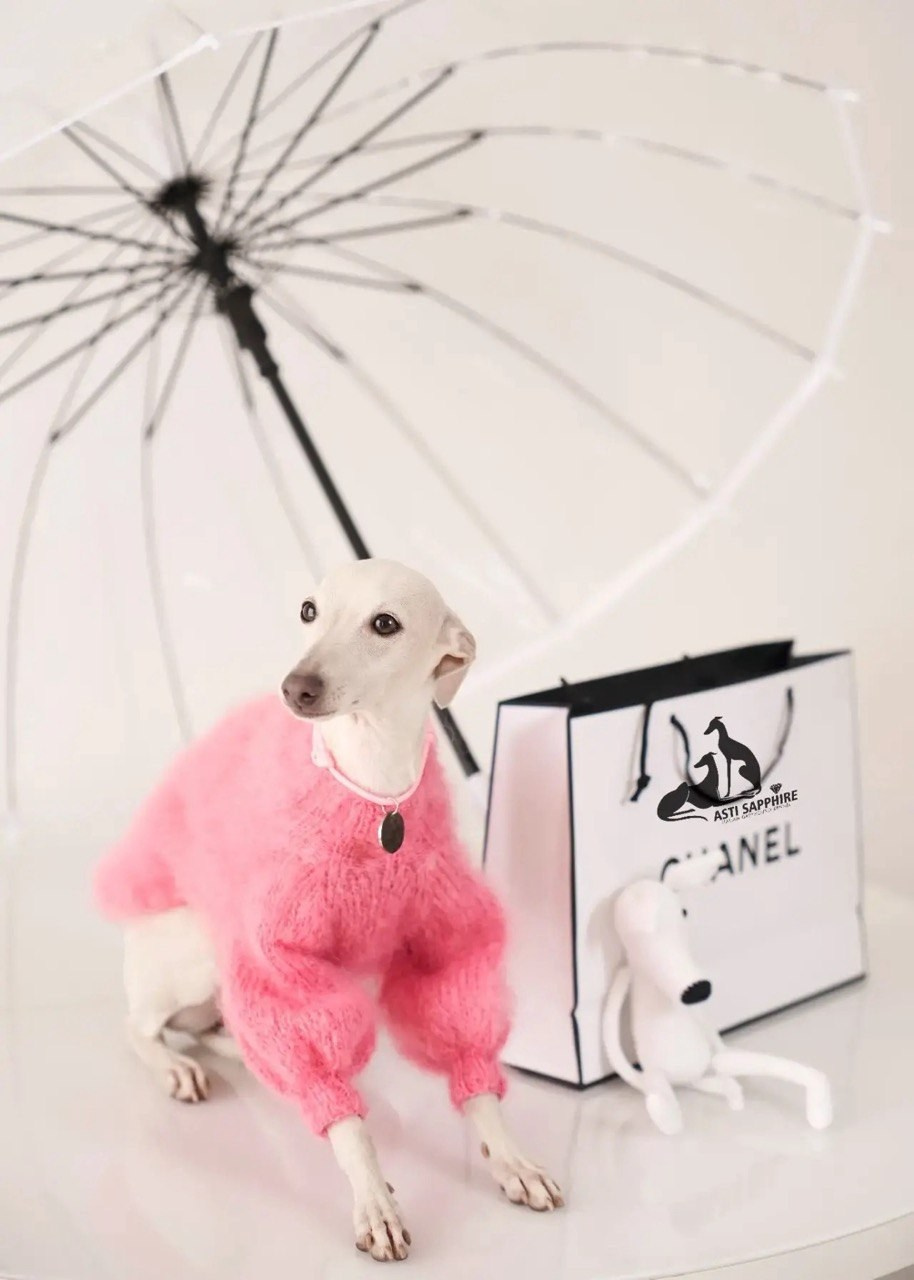 Одежда. Профессиональный питомник левреток РКФ/FCI ASTI SAPPHIRE 💎 Сочи|Санкт-Петербург