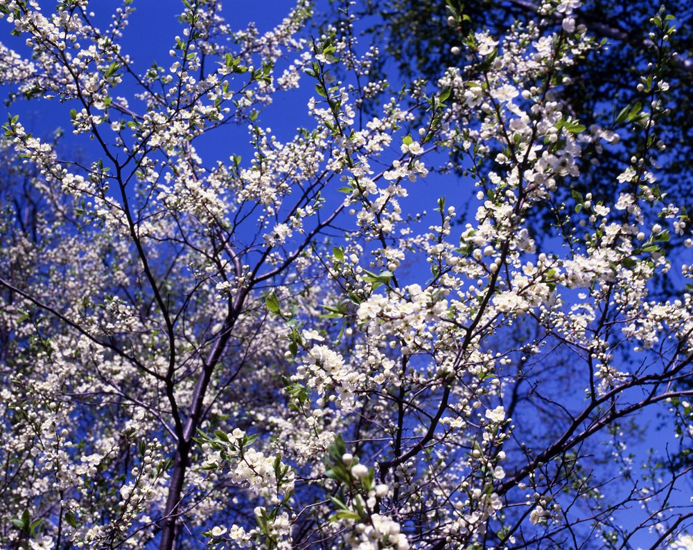 Весна. ВАДИМ ГИППЕНРЕЙТЕР — ВЕЛИКИЙ ФОТОГРАФ ЗЕМЛИ РУССКОЙ