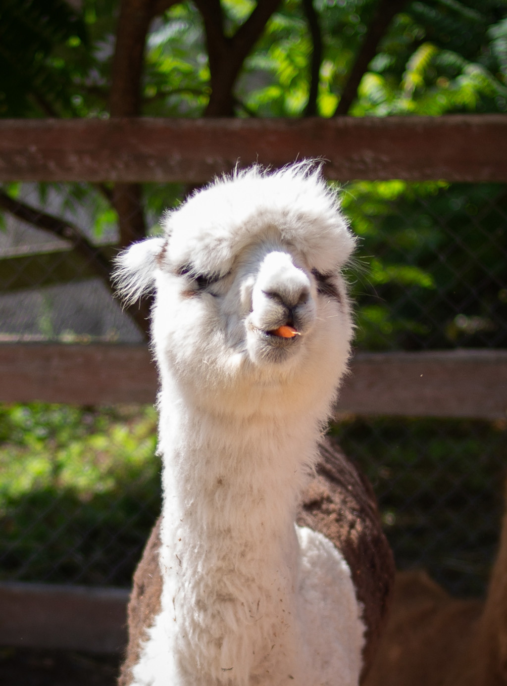 Зверушки. Фотограф в Минске Екатерина Тузова