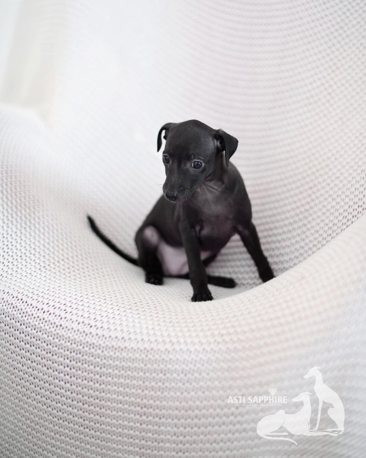 Asti Sapphire Esmeralda La Bella. Профессиональный питомник левреток РКФ/FCI ASTI SAPPHIRE 💎 Сочи|Санкт-Петербург