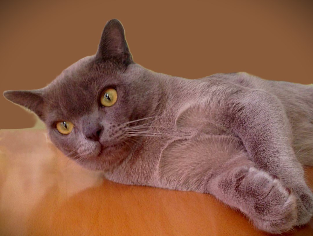 Котёнок американской бурмы. Las Burmas — питомник американской бурмы традиционных линий