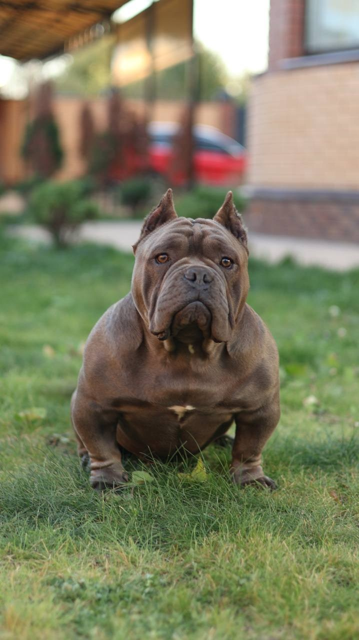 Познакомьтесь с Американским Булли в Иркутске. Питомник собак Иркутск