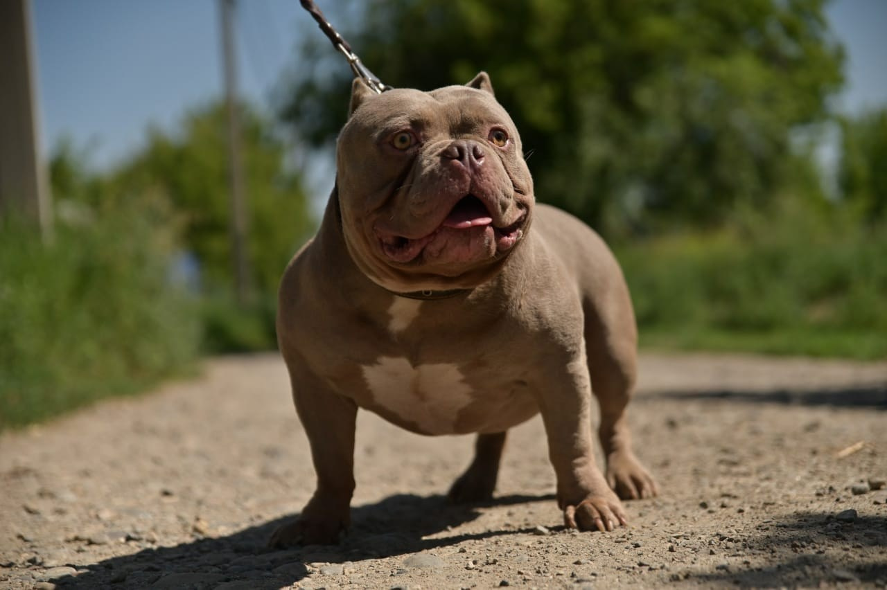 Познакомьтесь с Американским Булли в Иркутске. Питомник собак Иркутск