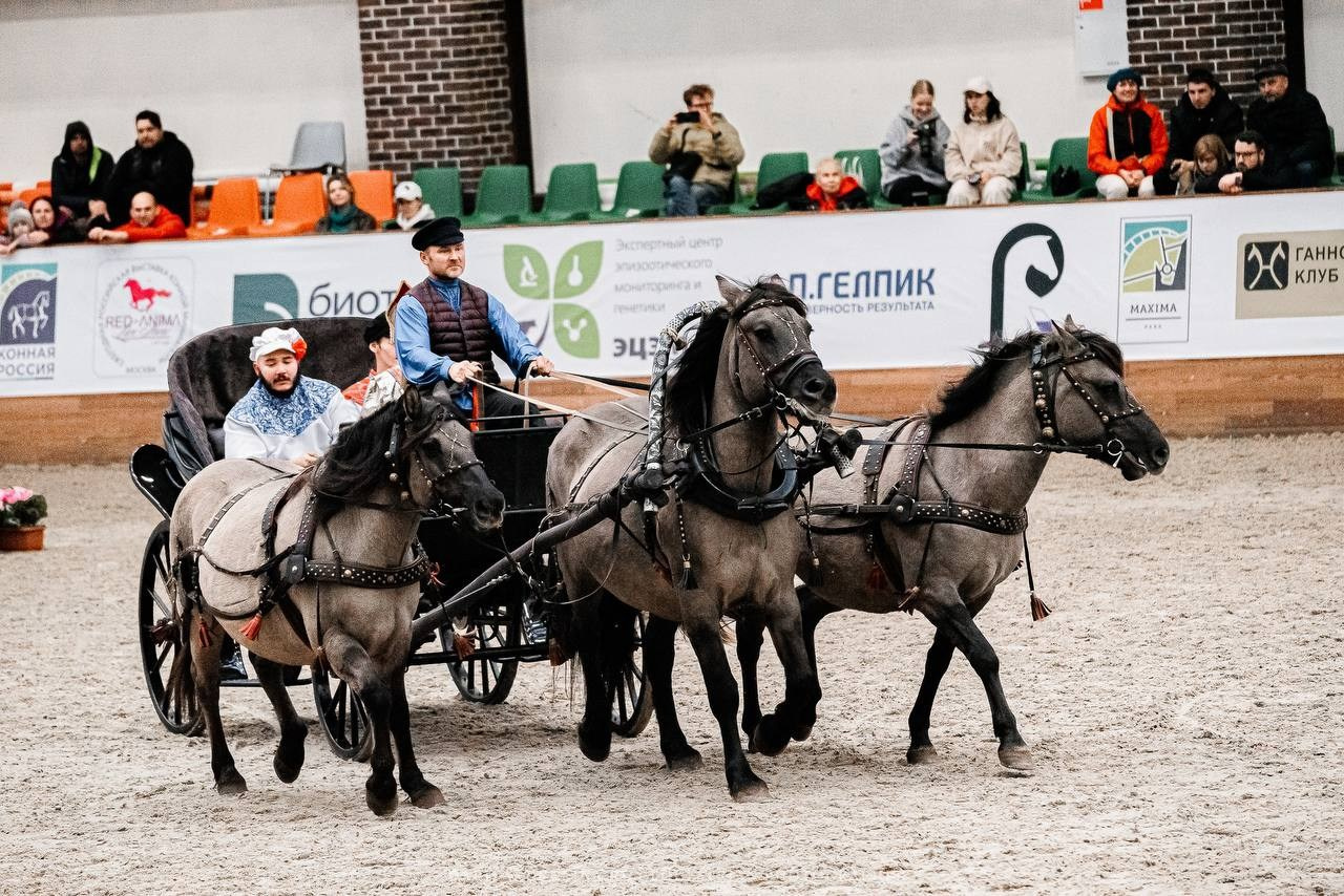 КОННАЯ РОССИЯ 2024. Конный фотограф Куракина Дарья • Фотосессии с лошадьми