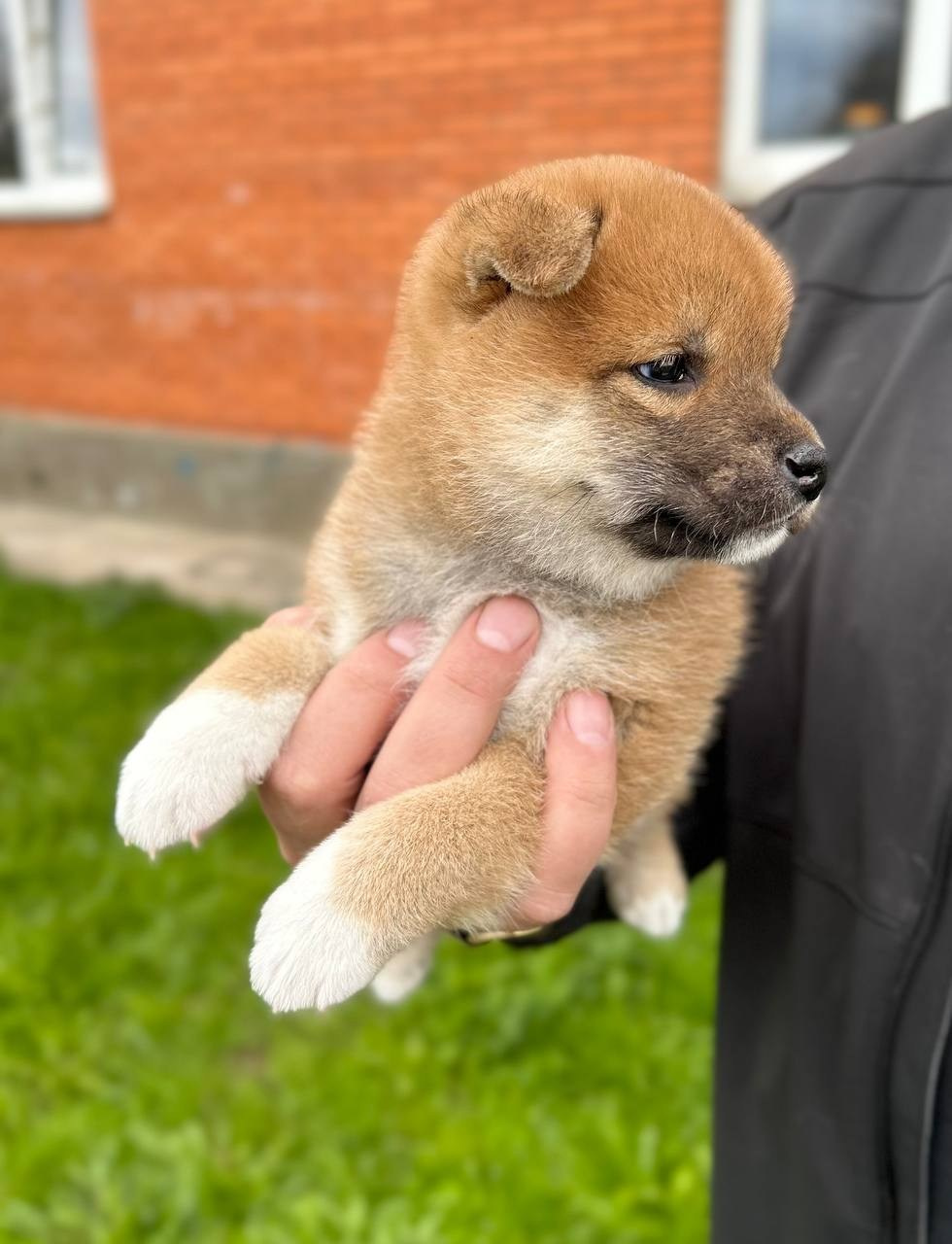 Сиба Rubylight Fumiko питомник Рубилайт