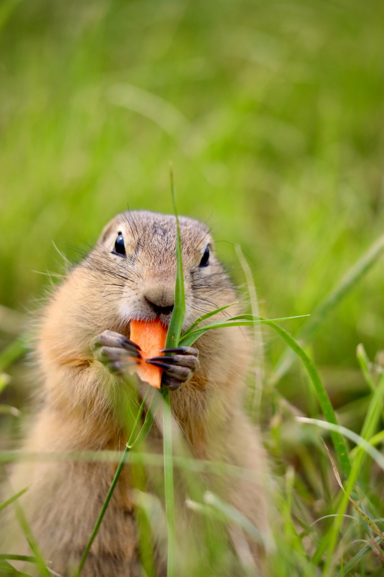 Animals. Danna Dark. Фотограф | Красноярск