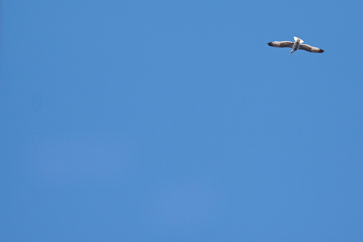 ПИТЕР-FM. Фотосессии. Свадебная, студия, портрет. Ваш фотограф в Санкт-Петербург