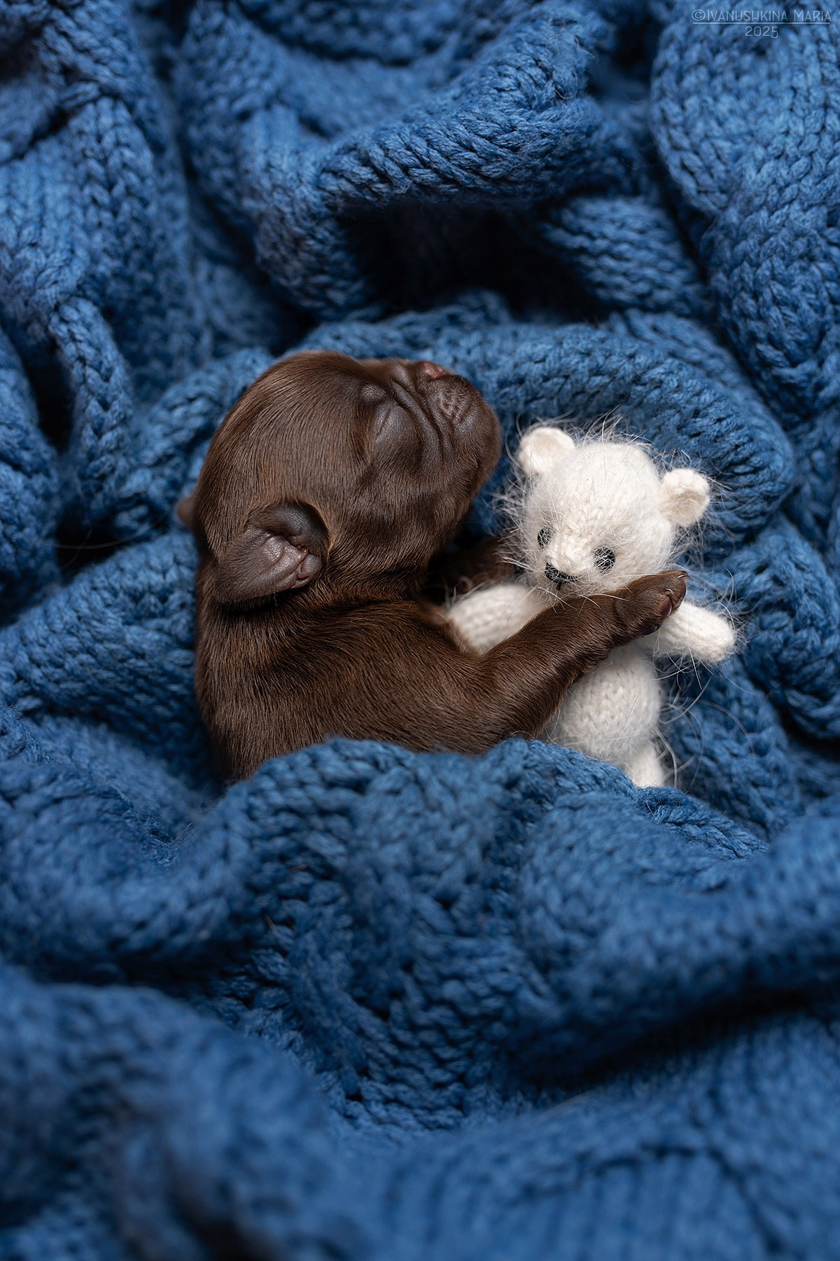 Ньюборн фотосессия щенков. Фотограф собак в Москве и Московской области Иванушкина Мария
