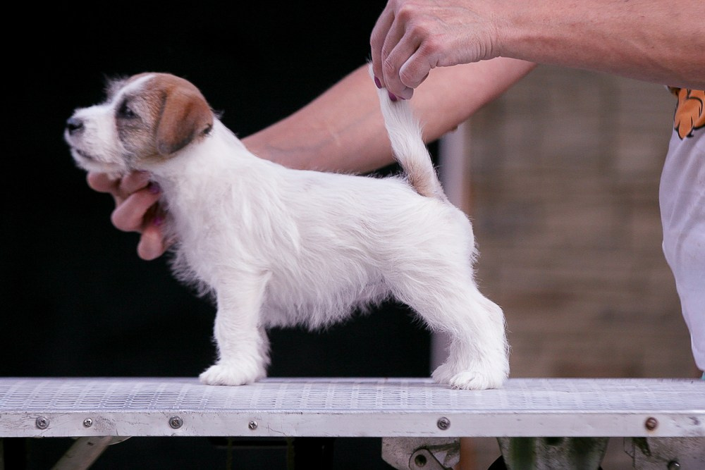 CANE MAESTRO RENDEZVOUS. CANE MAESTRO — kennel Jack Russell Terrier