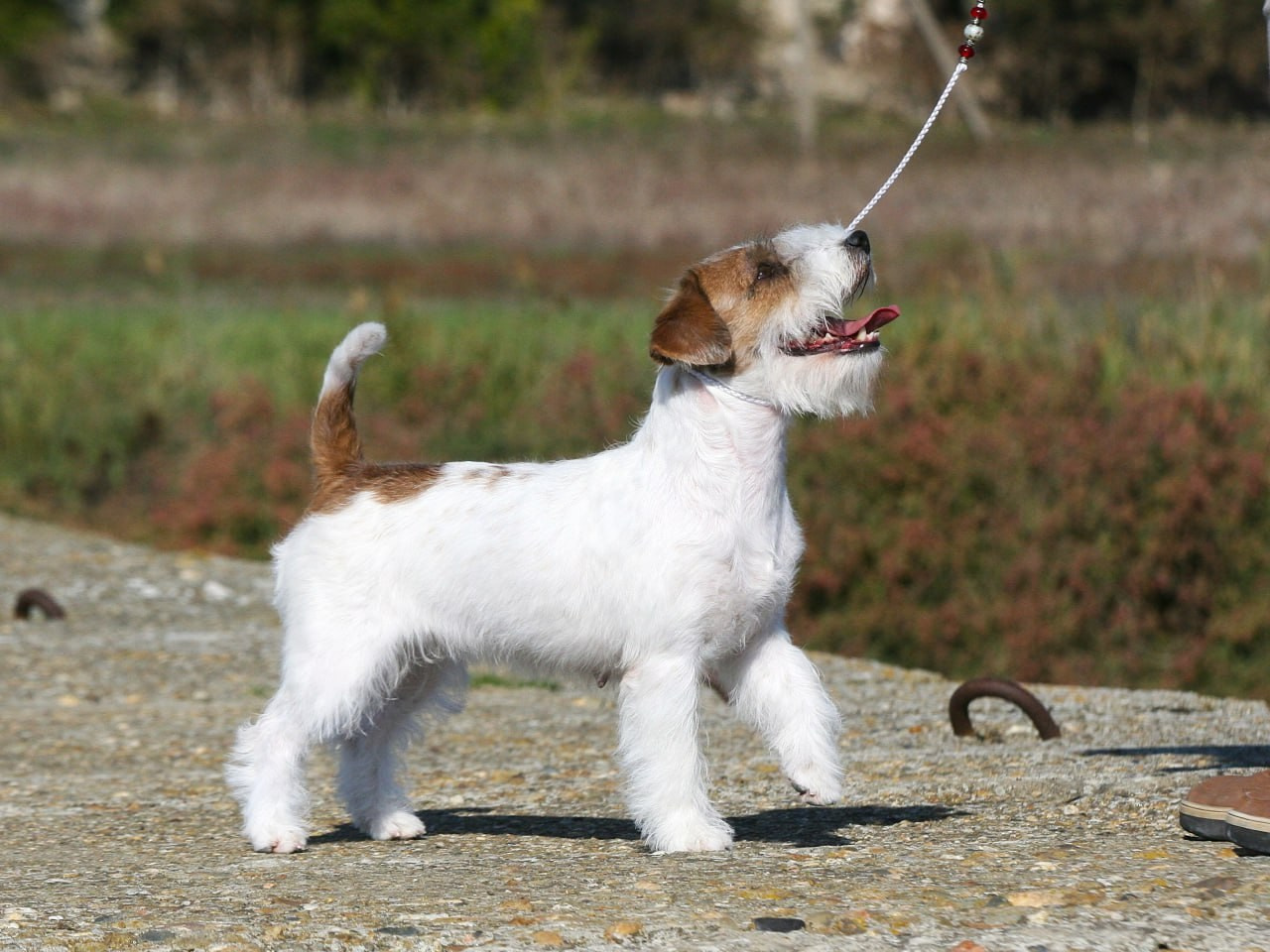 Lovely -Orange Team Spirit. Lovely-Orange питомник джек рассел терьеров