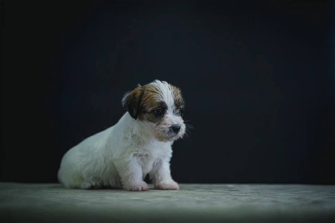 Сука 3. Lovely-Orange питомник джек рассел терьеров