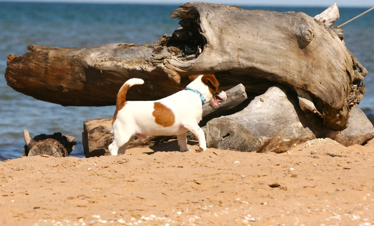 ADM'S DOGS GATSBY FOR LOVELY ORANGE. Lovely-Orange питомник джек рассел терьеров