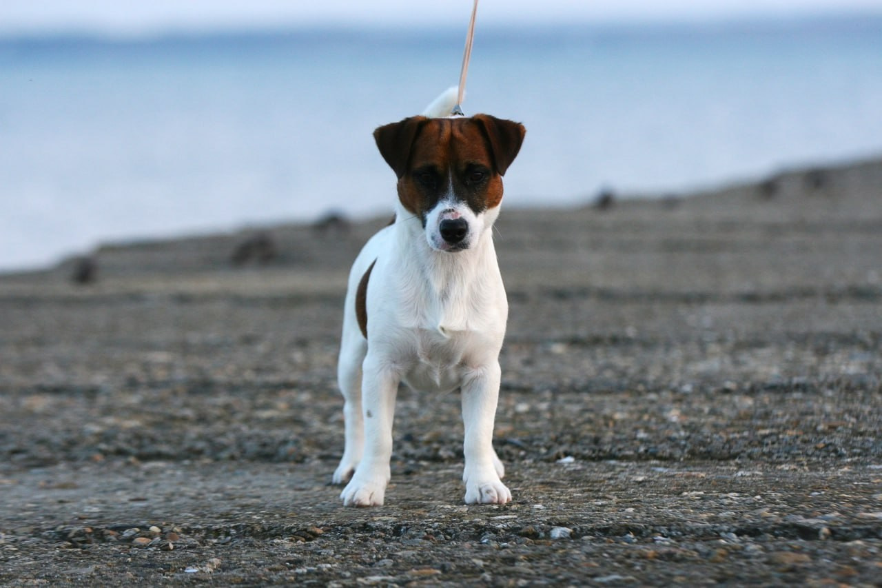 ADM'S DOGS GATSBY FOR LOVELY ORANGE. Lovely-Orange питомник джек рассел терьеров