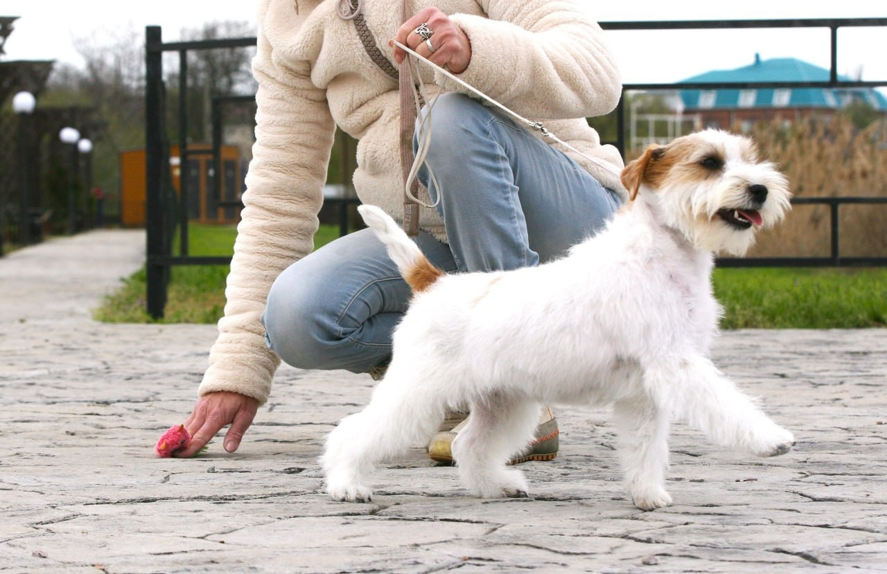 Lovely-Orange Colambina. Lovely-Orange питомник джек рассел терьеров