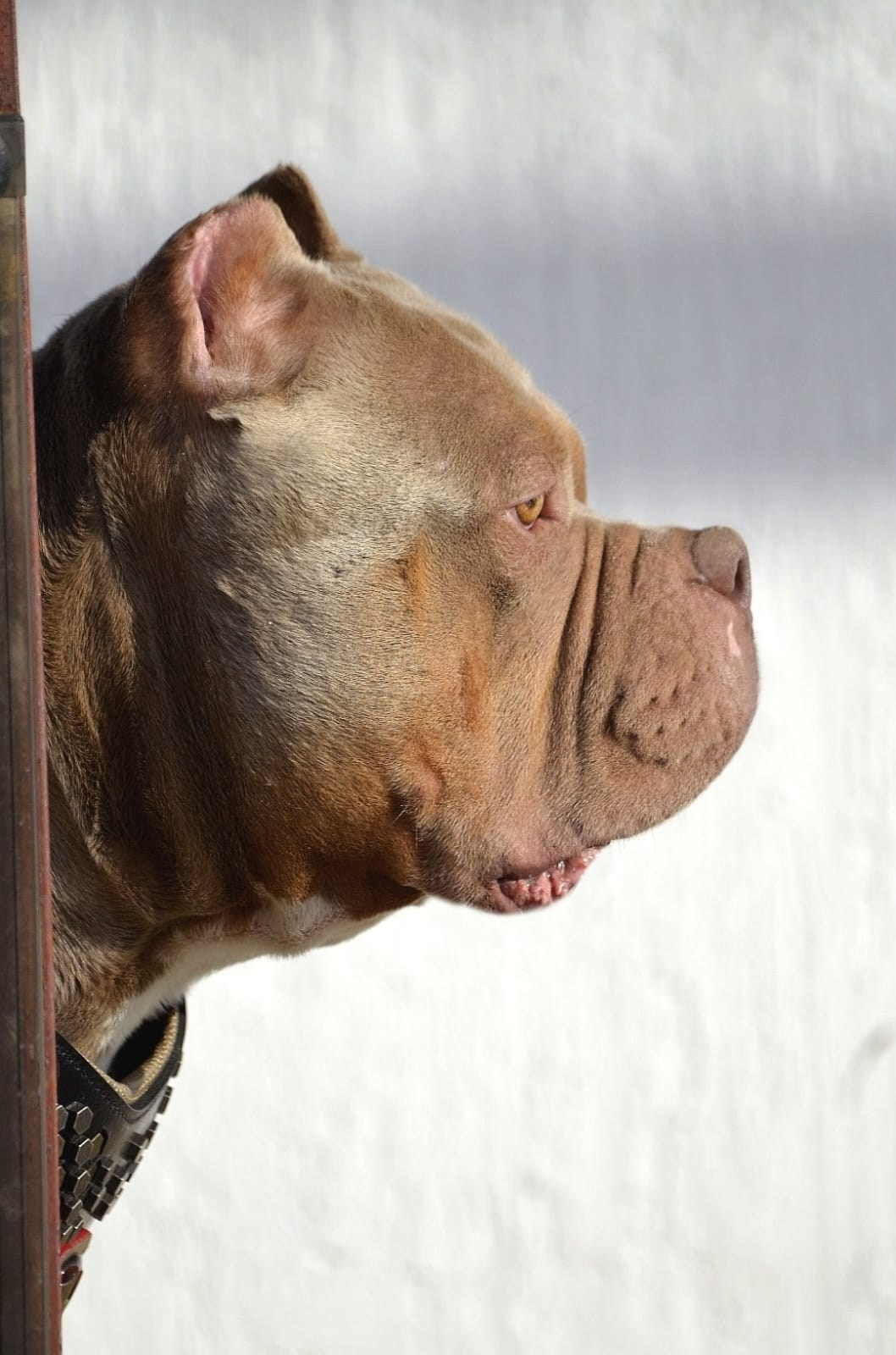 Булли стандарт кобель Зидан. ПИТОМНИК СОБАК ПОРОДЫ АМЕРИКАНСКИЙ БУЛЛИ