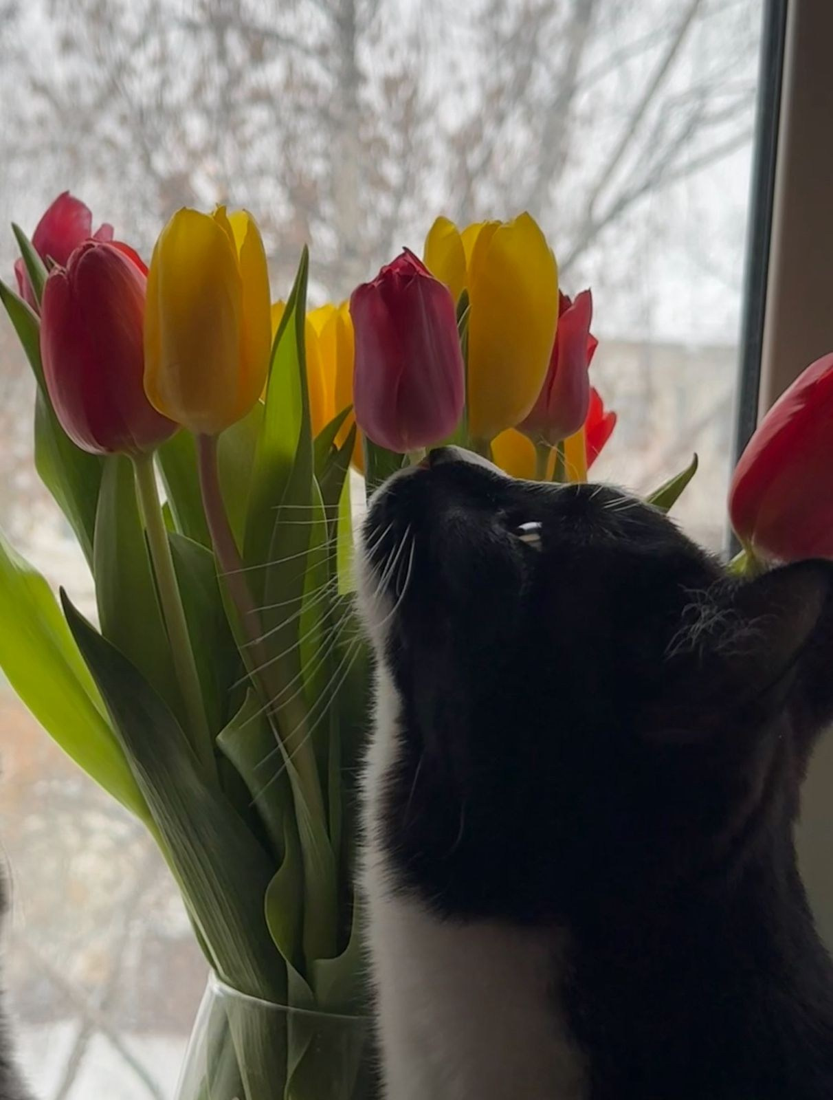 Хвостики. Портретный фотограф город Уфа