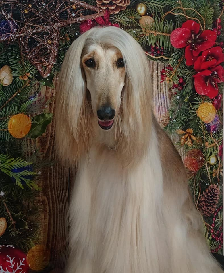 LYCORIS DREAMS BLUE DIAMOND «Evian». Профессиональный питомник левреток РКФ/FCI ASTI SAPPHIRE 💎 Сочи|Санкт-Петербург