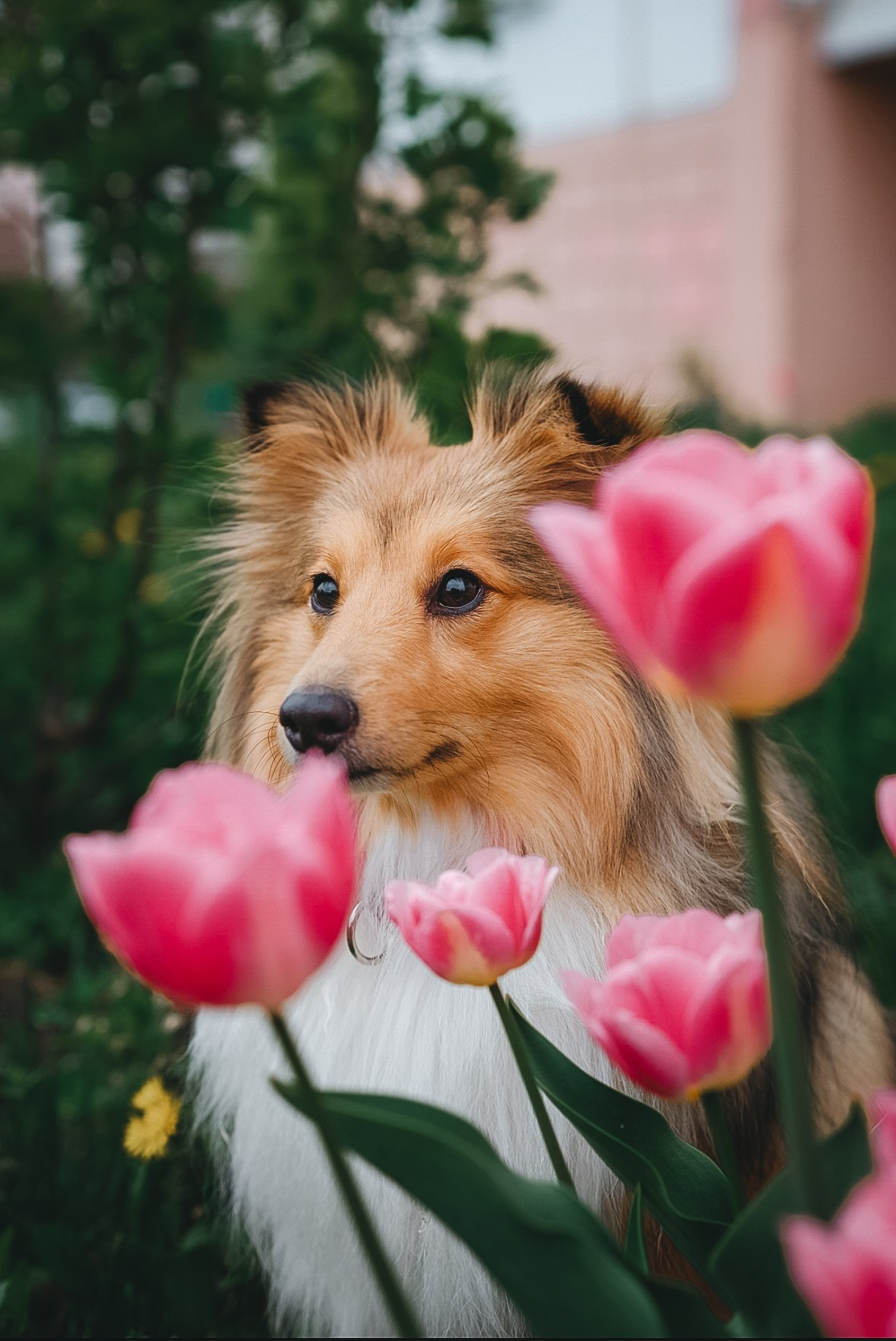 Ваши фотографии. Фотограф анималист Осипчикова Мария