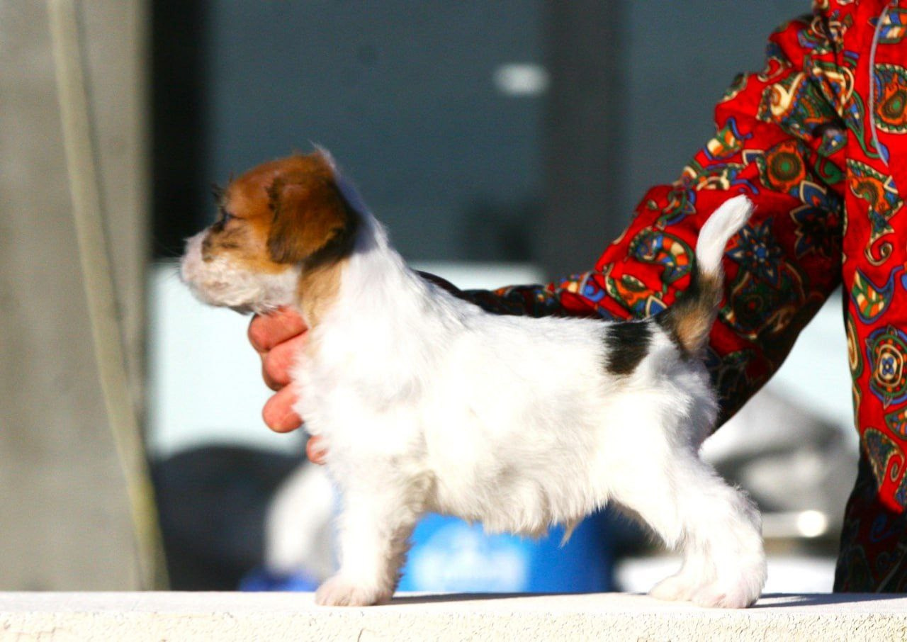 Кобель 2. Lovely-Orange питомник джек рассел терьеров