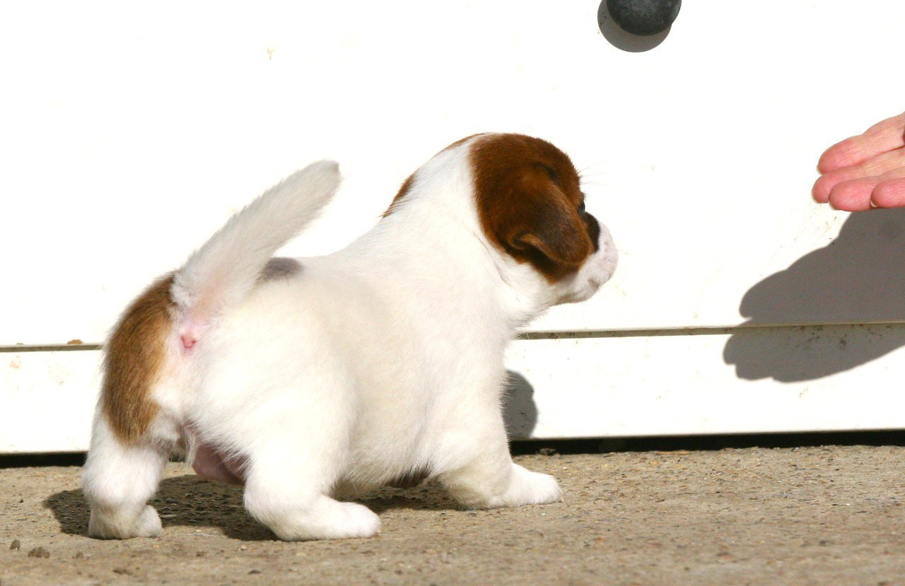 Сука 2. Lovely-Orange питомник джек рассел терьеров