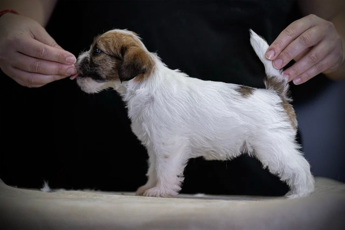 Сука 6. Lovely-Orange питомник джек рассел терьеров