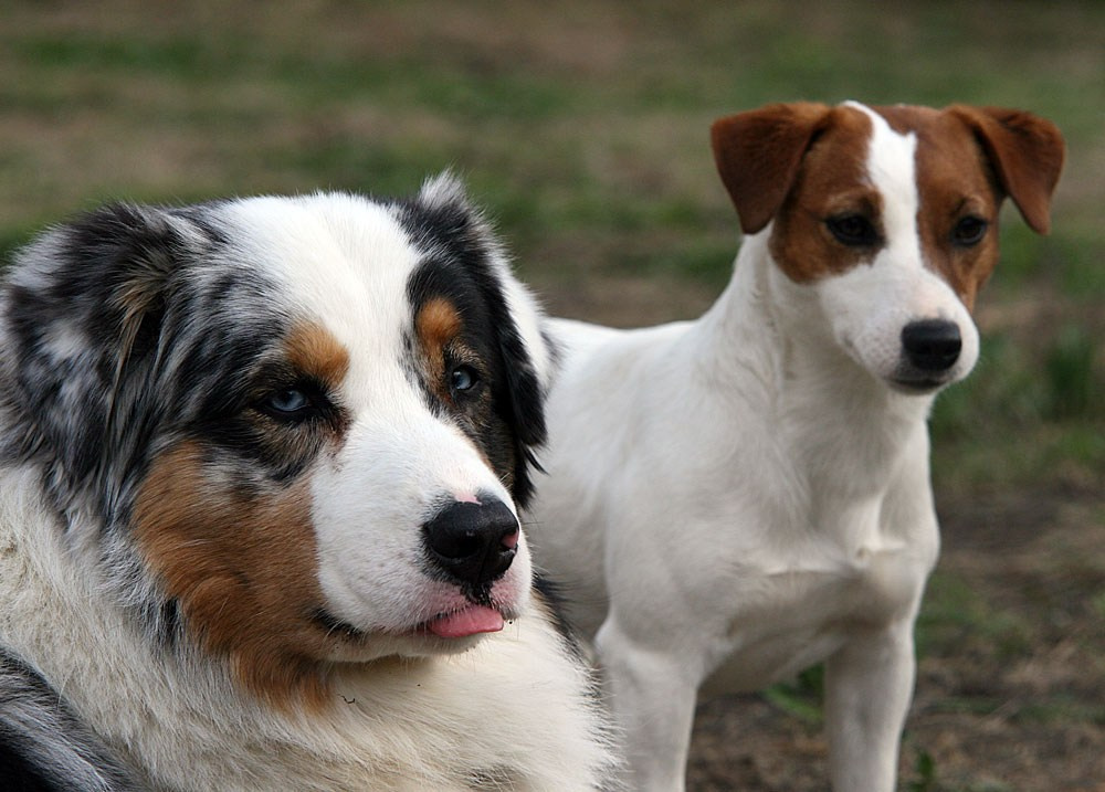 LOVELY-ORANGE HIT OF HIT. Lovely-Orange питомник джек рассел терьеров