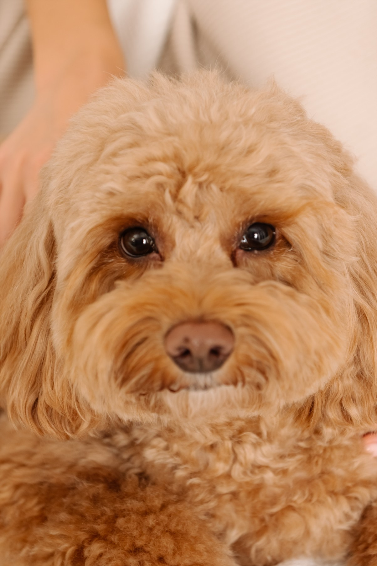 Индивидуальная. Анастасия с собачкой. Свадебный и сеейный фотограф в Санкт-Петербурге Елена Худякова