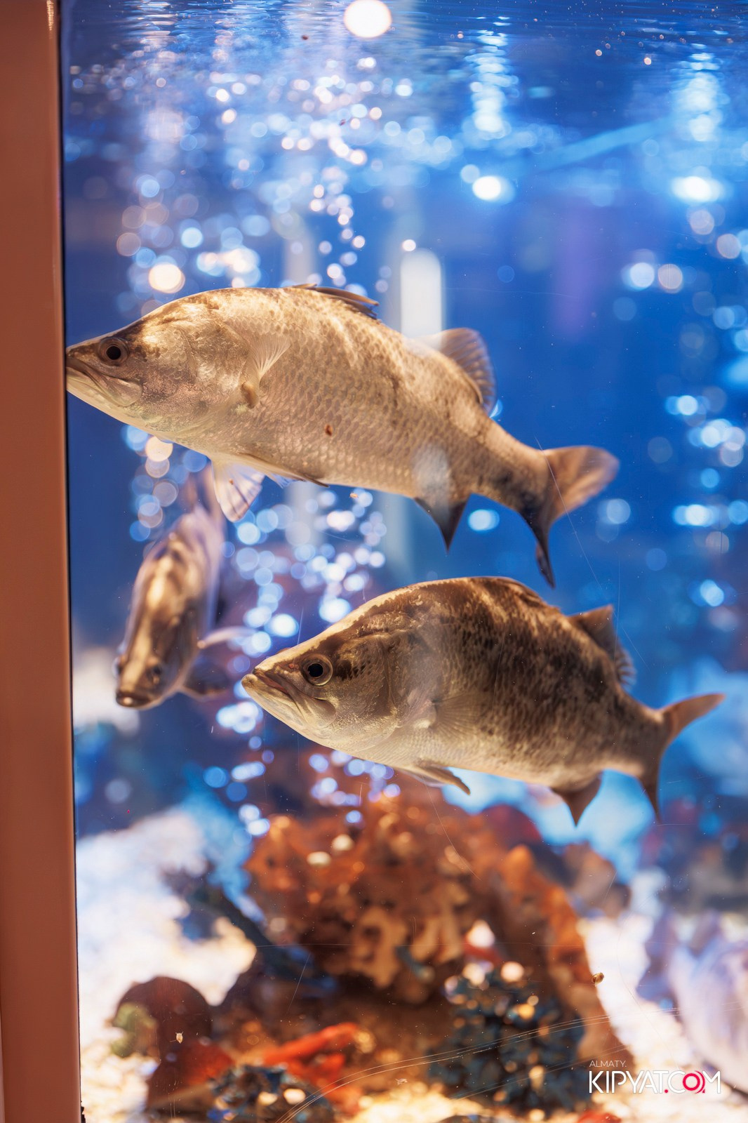 ОФИЦИАЛЬНОЕ ОТКРЫТИЕ CAFE LEFFE. КИПЯТКОМ АЛМАТЫ!