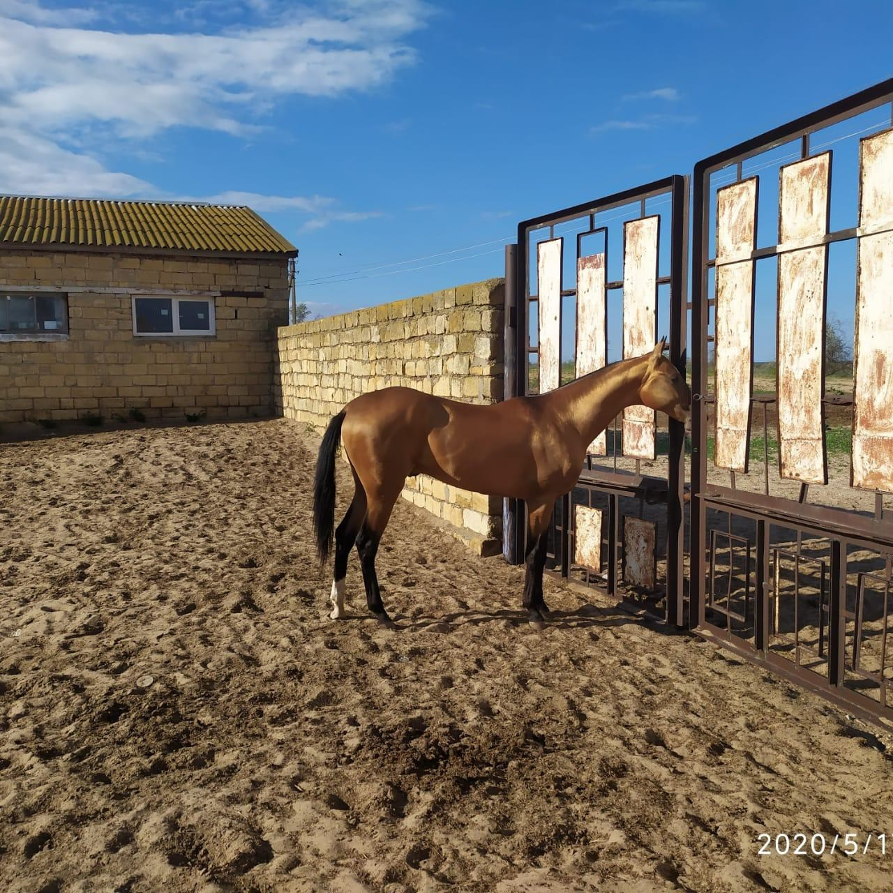 Бахрам-Даг. Продажа ахалтекинских и полукровных лошадей