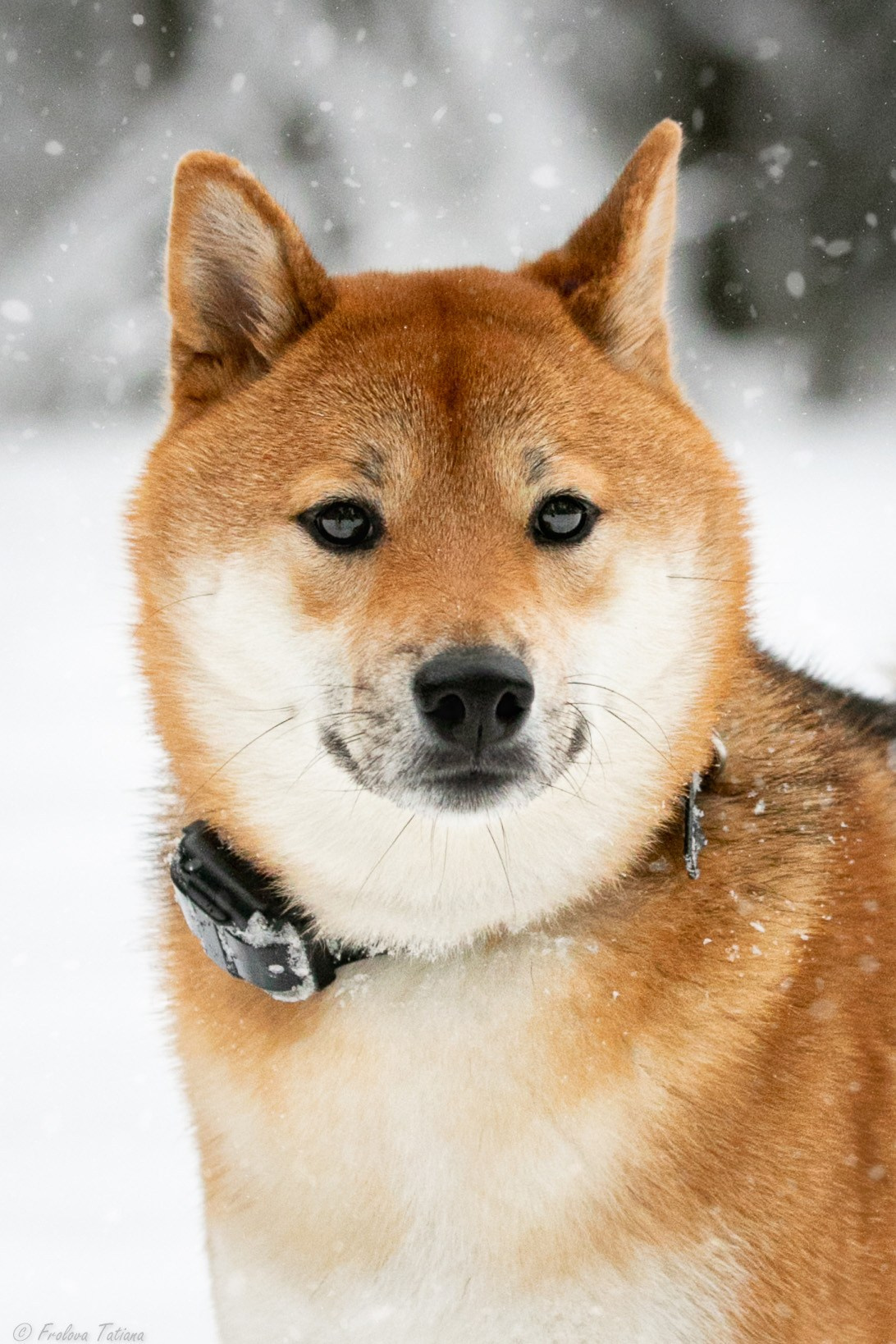 Фотосет с животными на природе. Фотограф-анималист в Москве и Московской области Татьяна Фролова