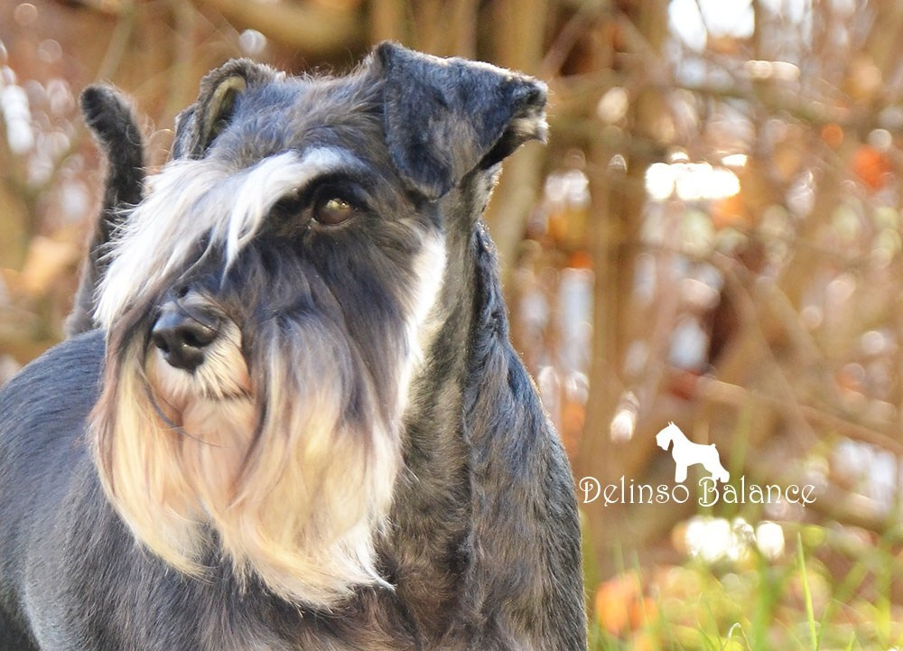 Питомник Делинсо Бэлэнс, щенки цвергшнауцера, купить щенка цвергшнауцера, питомник цвергшнауцеров, кобель цвергшнауцера для вязки, щенок цвергшнауцера, питомник цвергшнауцеров, черный с серебром, цверг, лучший питомник в беларуси, питомник цвергшнауцеров минск